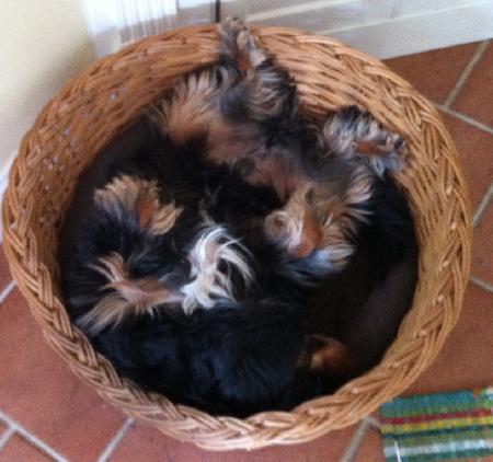 It's a dog's life