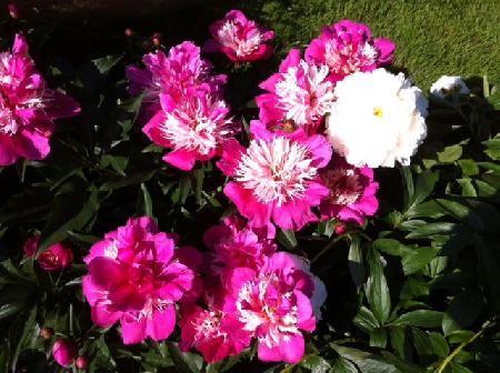Peonies in the Bronx
